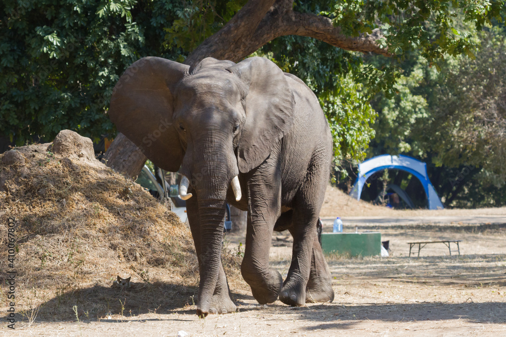 Obraz premium Massive confident elephant strolling through Nyamepi campsite in Mana Pools National Park Zimbabwe