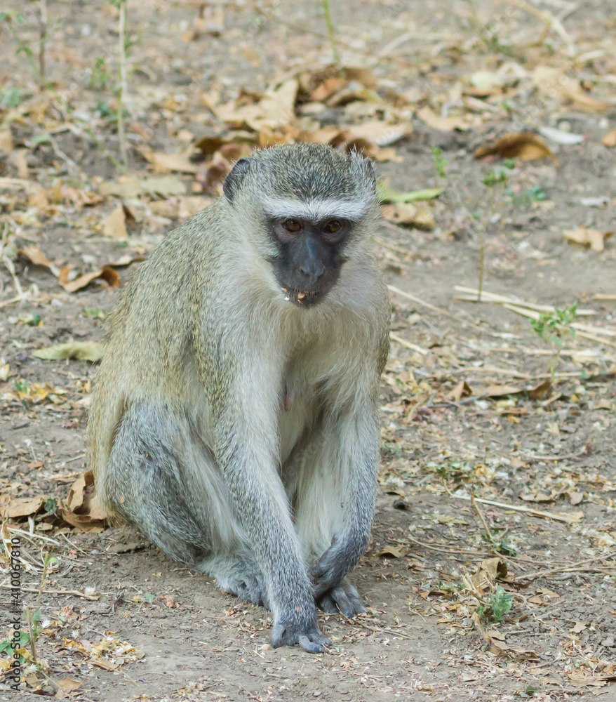 Vervet monkey (Chlorocebus pygerythrus) sitting on the ground alone eating leaves in Mana Pools, Zimbabwe Vervet monkey (Chlorocebus pygerythrus) sitting on the ground alone eating leaves in Mana Pools, Zimbabwe
