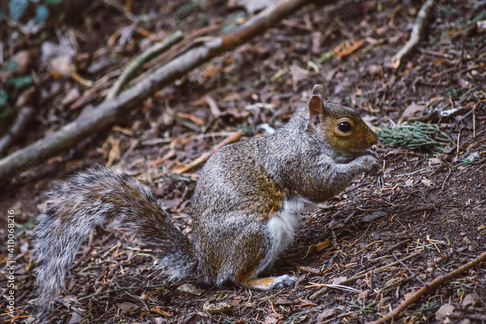 Grey Squirrel is eating a grape on the floor and looking at camera in the park, Yorkshire, England, UK