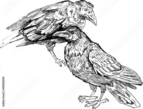 stylized raven line art doodle. Crow sketch element for design, print, notebook. Hand drawn animal collection. isolated graphic on white background. set birds hand drawn ink pen illustration 