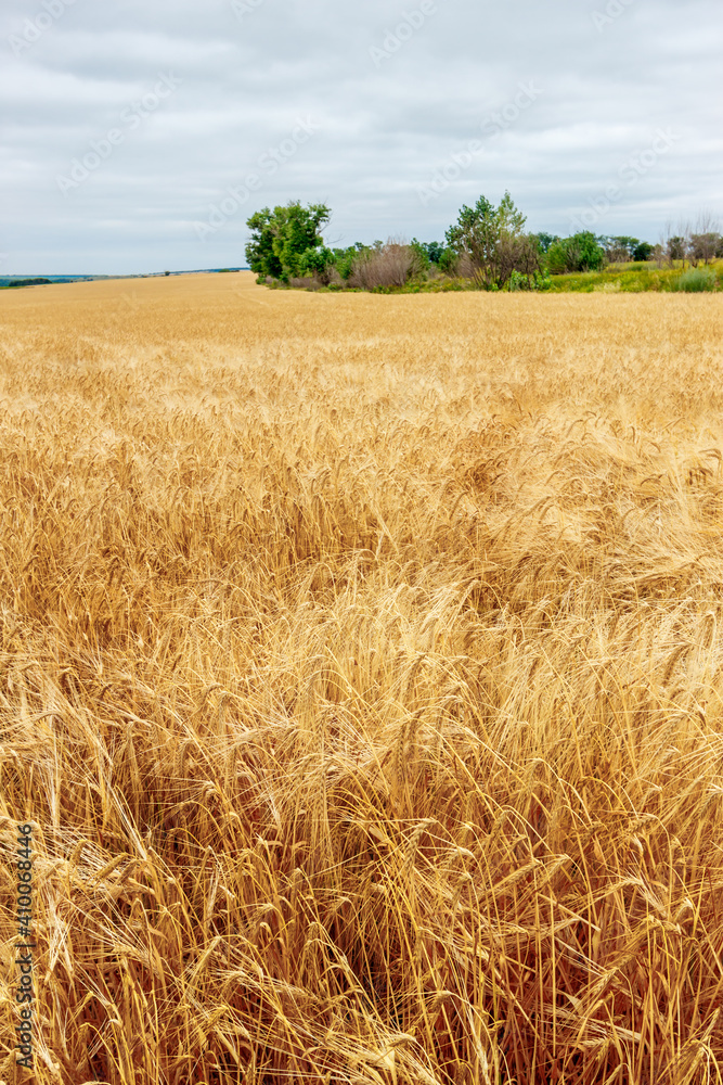 Rural landscape with yellow ripe wheat on farmland field