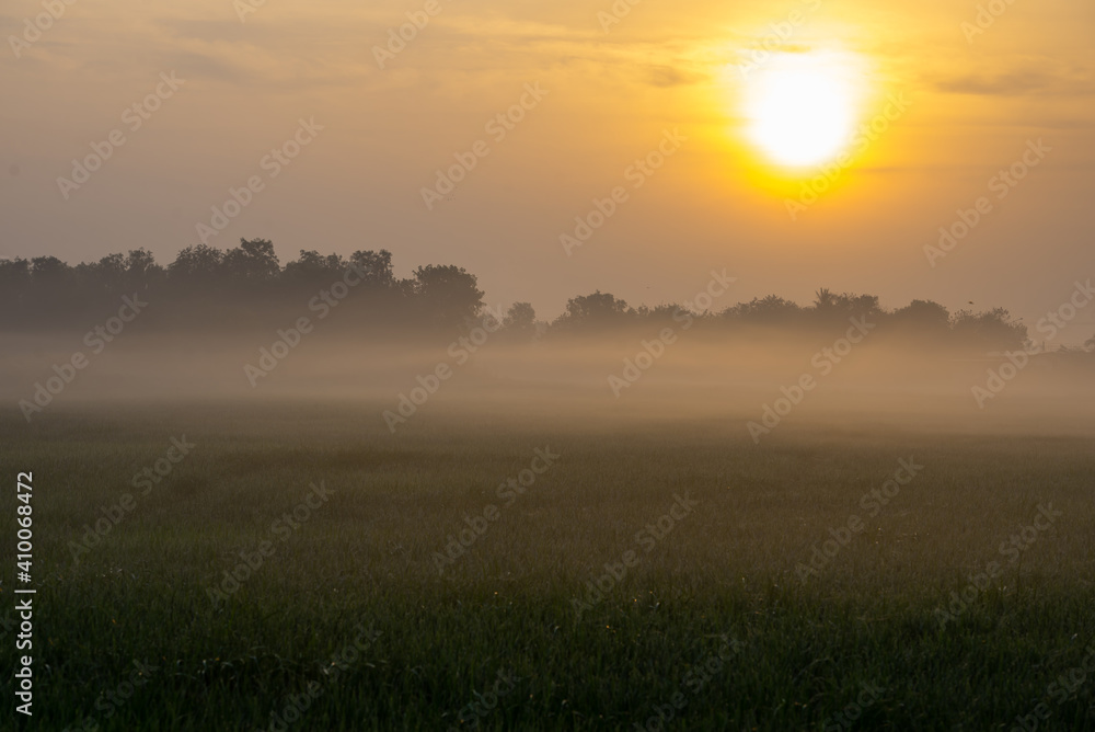 Sunrise on a very foggy morning in a cornfield.