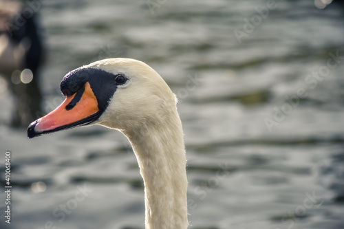 White swan is looking at camera while swimming in the lake  Moses Gate Country Park  Bolton  England.