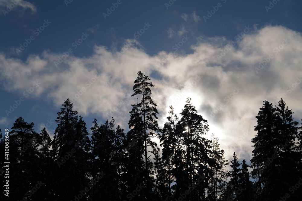 Fototapeta premium sunset in the forest