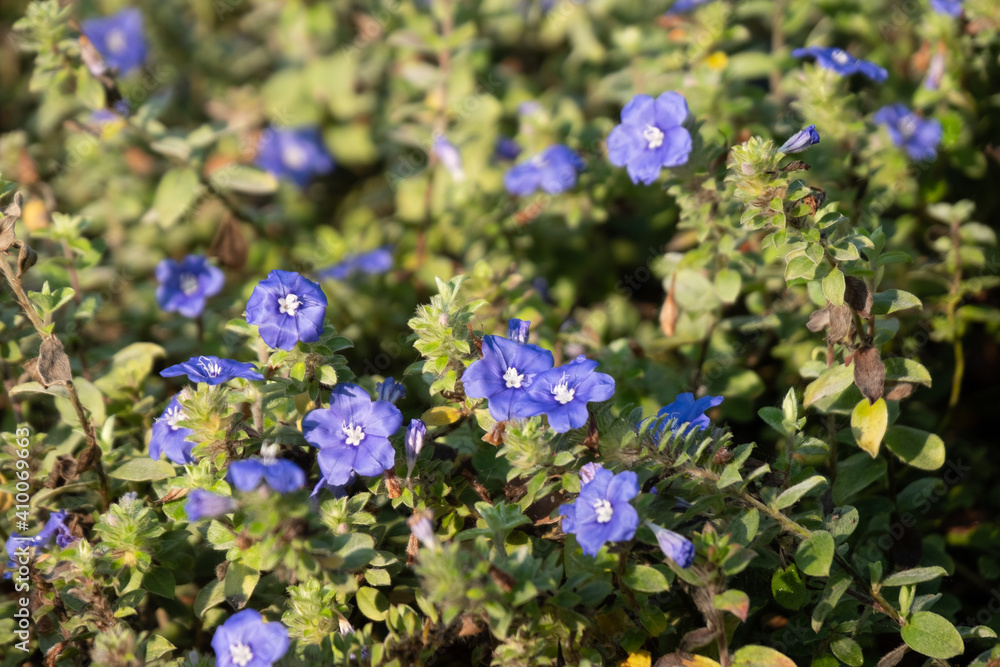 Beautiful Flowers in the Garden