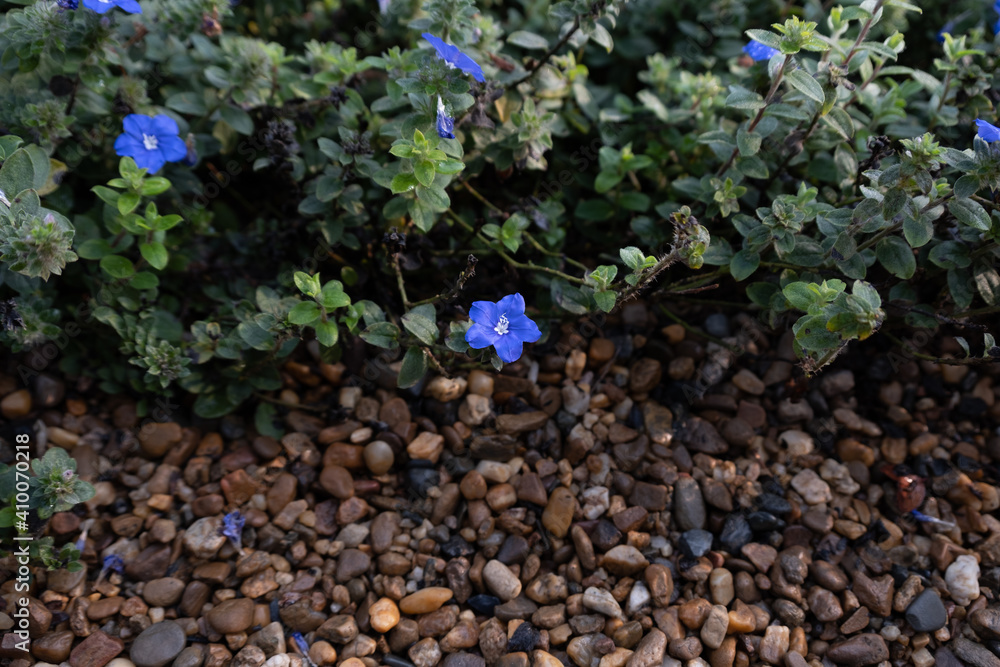 Beautiful Flowers in the Garden Beautiful Flowers in the Garden