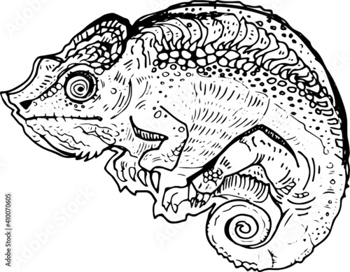 stylized chameleon lizard art doodle. Vector sketch element for design, print, children's book. Hand Drawn animal collection. reptile isolated graphic illustration on white background. drawing pattern