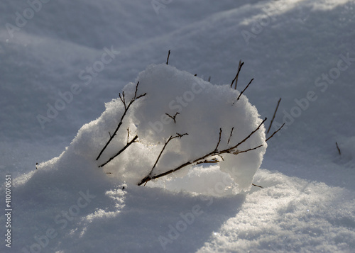 cold weather, perfect snow conditions, small bog pines under the snow, winter wonderland in the bog, powdery snow covers the bog plants photo