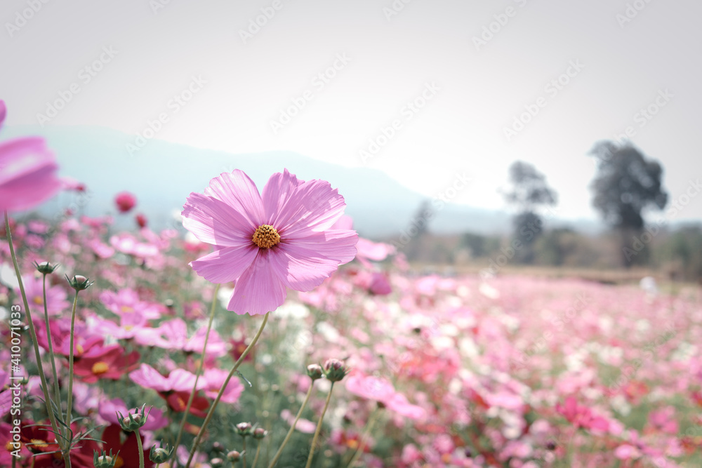 Pink cosmos flower blooming cosmos flower field, beautiful vivid natural summer garden outdoor park image.