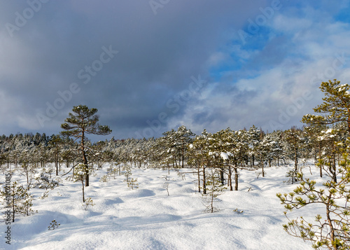 Snowy bog forest after a blizzard, amazing winter wonderland, cold weather and perfect snow conditions, powdery snow covers the bog photo