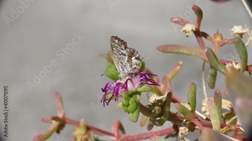 Cacyreus marshalli photo