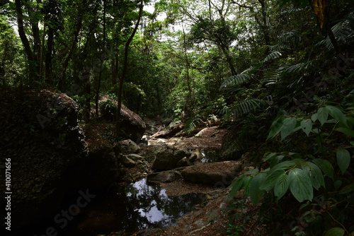 stream in the forest