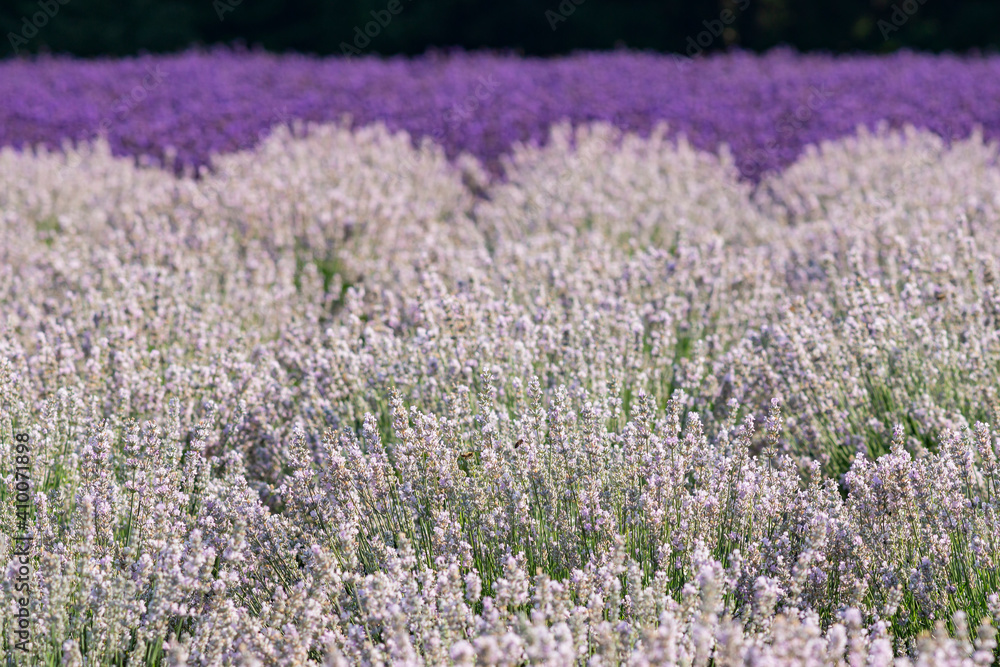 Fototapeta premium 高原に咲く白と紫のラベンダーの花