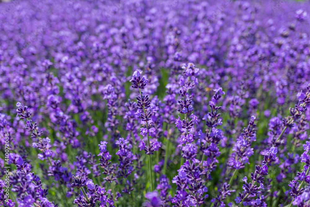 Obraz premium 高原に咲くラベンダーの花