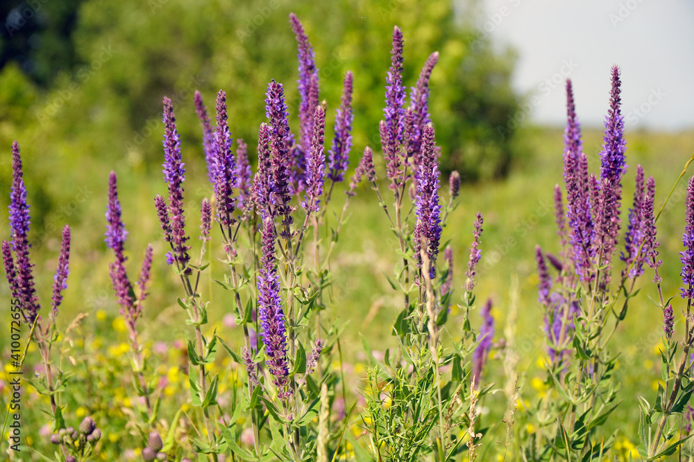 Obraz premium Purple flowers of wild meadow sage in wild. Wild Salvia on a summer day sways the breeze. Salvia pratensis