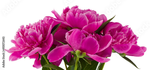 Bouquet of pink peony flowers isolated on a white background close-up.