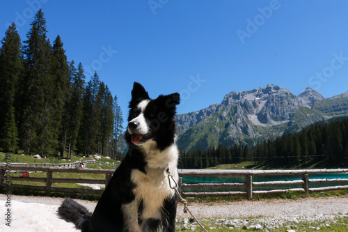 Primo piano di un border collie con dietro un bellissimo panorama al lago Montagnoli in Trentino, animali e paesaggi in Italia