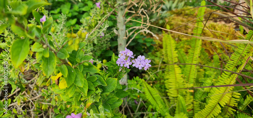 Beautiful Flowers in the Garden