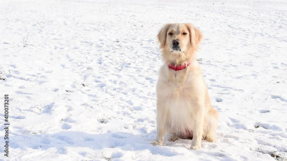 Closeup white dog golden retriever in red Collar for Dogs, outdoors at winter time. Domestic pet in frosty cold weather Closeup white dog golden retriever in red Collar for Dogs, outdoors at winter time. Domestic pet in frosty cold weather