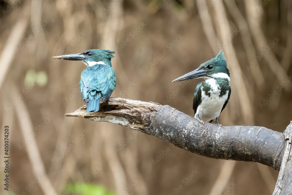 Naklejka premium Belted Kingfisher Portrait in Pennsylvania