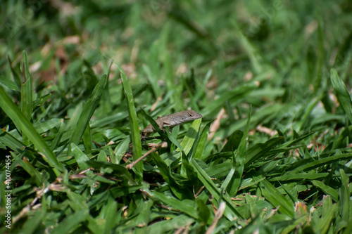 A side view of a single female brown anole or anolis sagrei lizard poking out from between the green grass of a field or pasture.