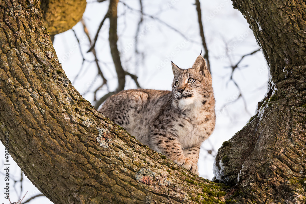 Eurasian lynx, a cub of a wild cat in the snow. Beautiful young lynx in the wild winter nature. Cute baby lynx walks on a meadow in winter, cold conditions.