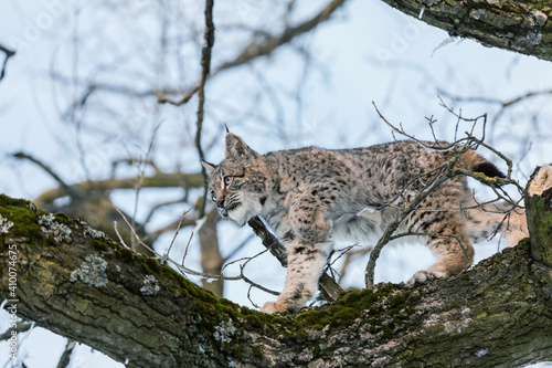 Eurasian lynx, a cub of a wild cat in the snow. Beautiful young lynx in the wild winter nature. Cute baby lynx walks on a meadow in winter, cold conditions. © murmakova