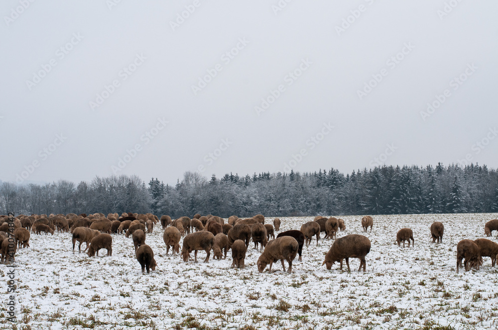 winter landscape in swabian alb with grazing sheep winter landscape in swabian alb with grazing sheep