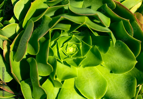 Green Plant in the Sun