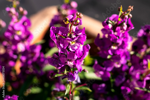 Purple Flower in the Garden