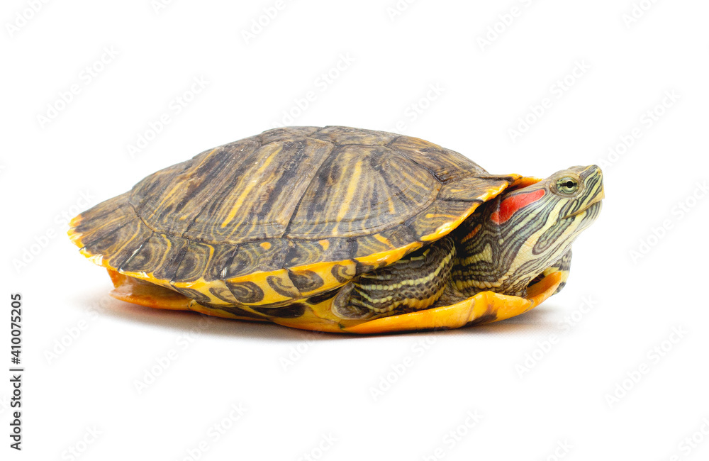 Pet turtle red-eared slider(Trachemys scripta elegans) isolated on white background. Pet turtle red-eared slider(Trachemys scripta elegans) isolated on white background.