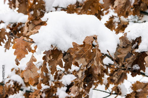Winter snow-covered oak leaves