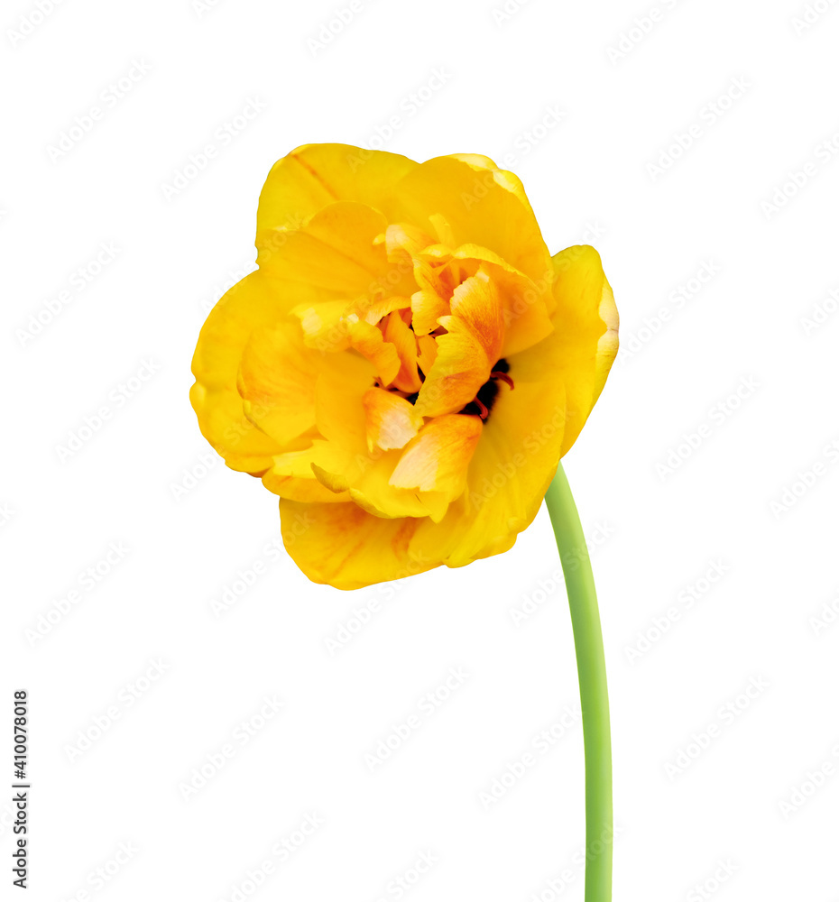 Naklejka premium Tulip flower isolated on white background. Useful for beautiful floral design on holiday like 8 March (International Women day), Mother's day gift card, Easter or Wedding