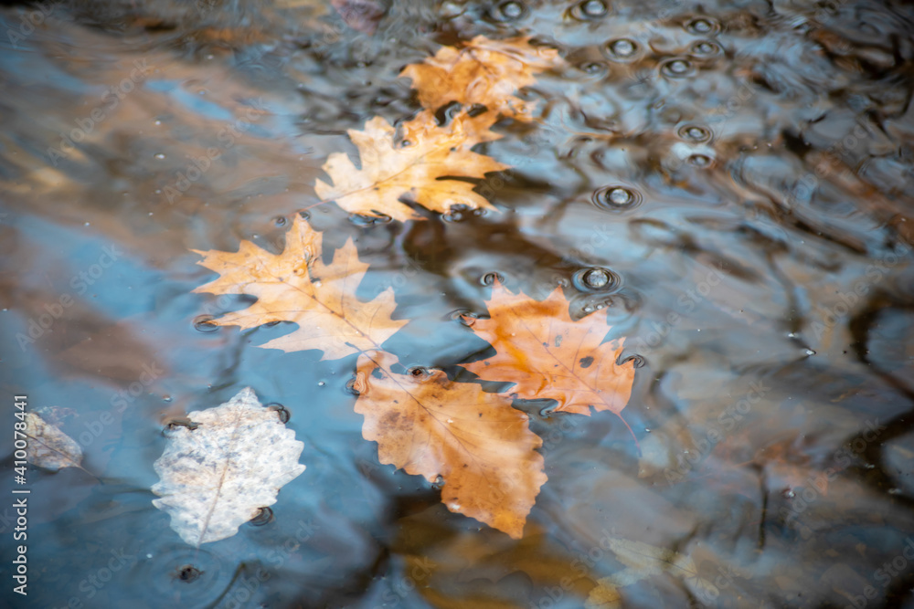 Autumn Leaves Float in a Woodland Stream Autumn Leaves Float in a Woodland Stream