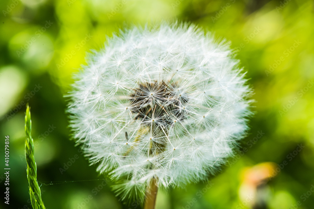 Fototapeta premium Close-up of dandelion blossom in the meadow