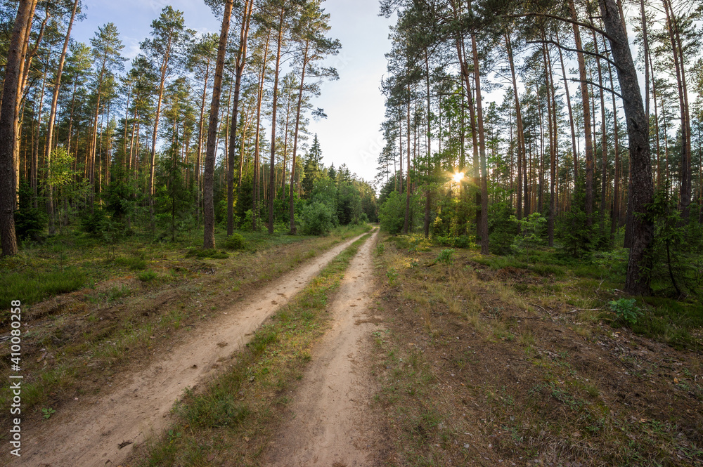 Evening dirt road through coniferous forest