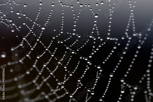 Spider web on dark background, close-up. net texture with water drops