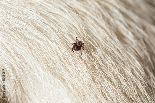 dog tick on animal fur. Rhipicephalus Sanguineus