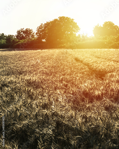 Wheat Field in Romania at Sunset