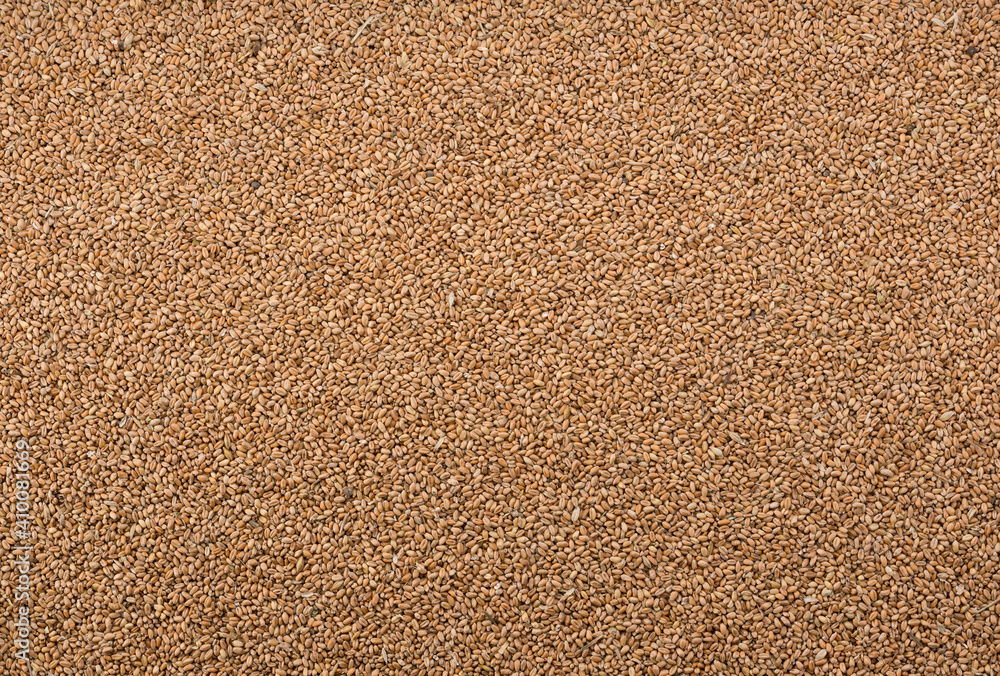 Panoramic close up background of wheat grains. top view. Grains texture Panoramic close up background of wheat grains. top view. Grains texture