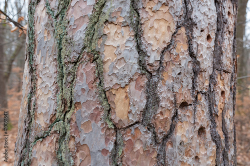Close-up of the bark of a jew tree. With beautiful, natural texture.
