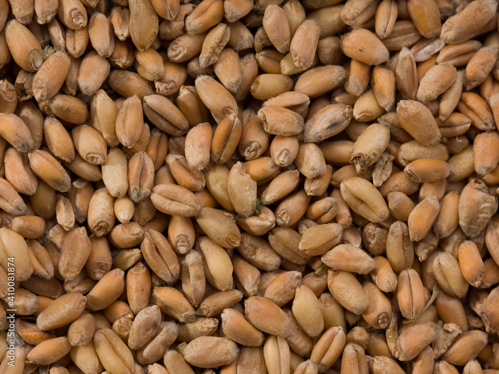 Close-up background of wheat grains, top view. Grains textured Close-up background of wheat grains, top view. Grains textured
