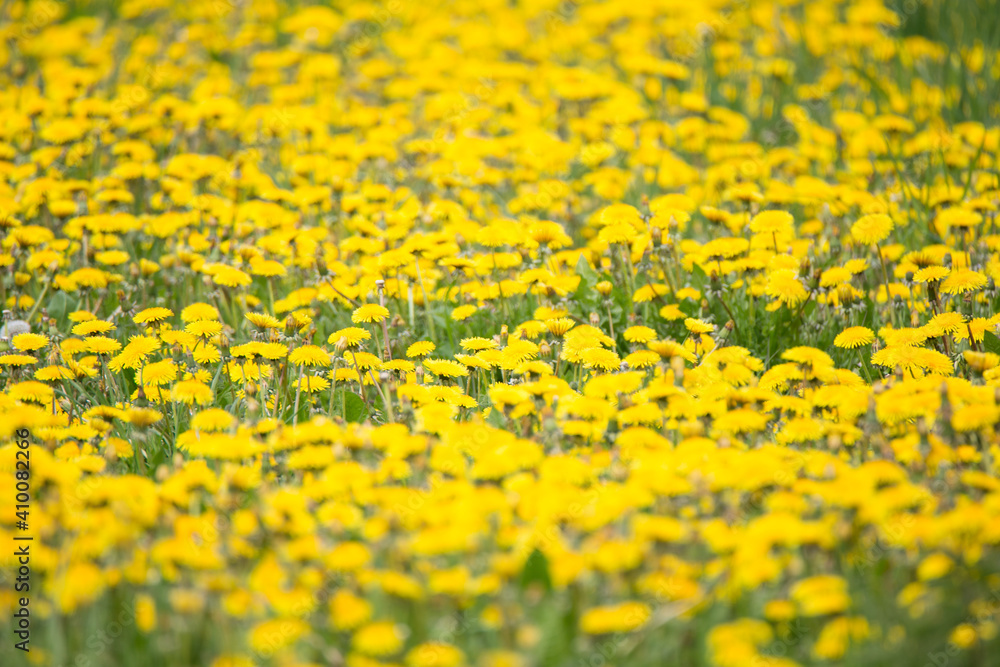 Obraz premium Yelow Dandelion. Bright positive background.