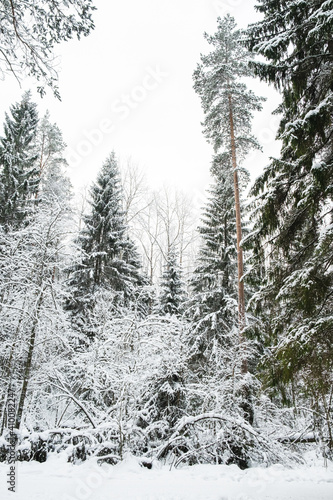 Winter forest landscape. © alurk