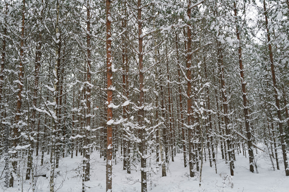 Fototapeta premium snow covered trees in winter