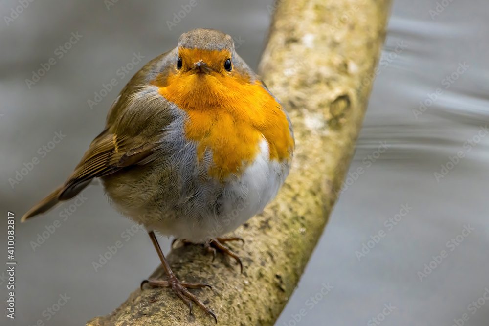 A robin songbird looking for food in winter. A robin songbird looking for food in winter.