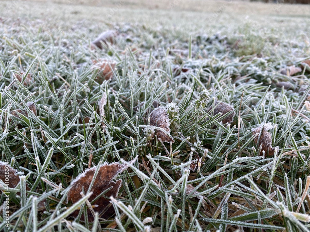 Obraz premium frost on the grass