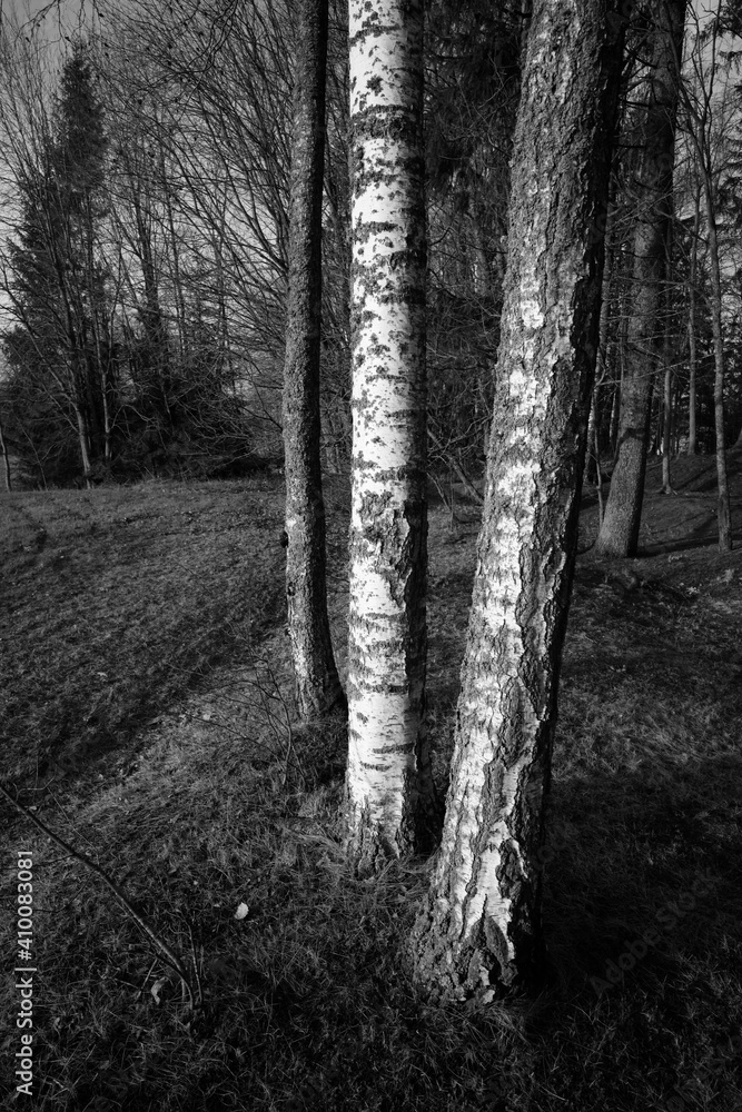 Fototapeta premium path in the forest