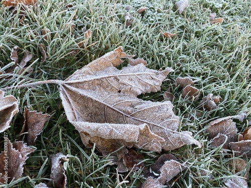 frost on leaf