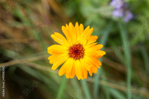 Top down view on a yellow Calendula officinalis blossom. A perennial flower, also known as marigold.